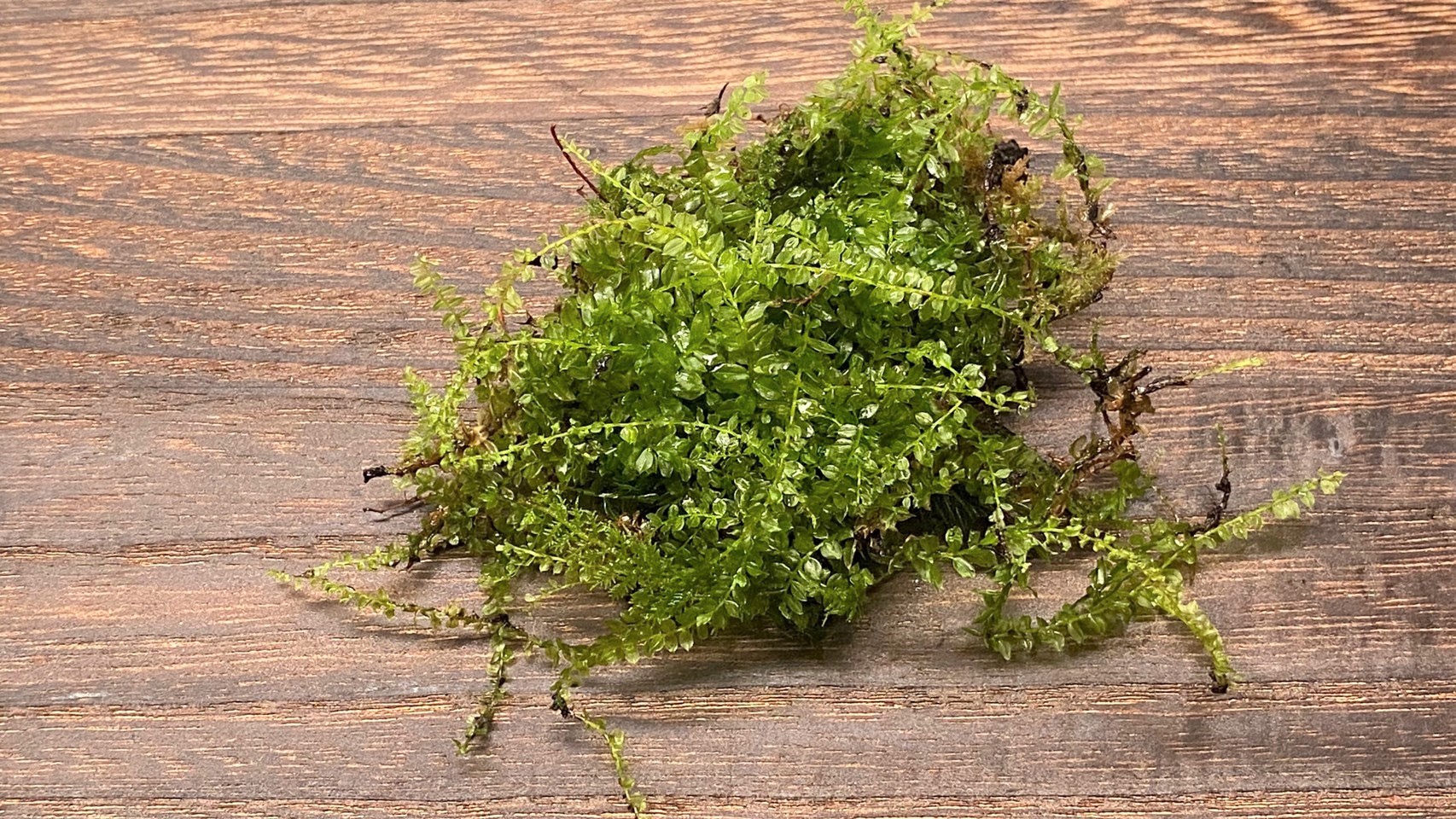 テラリウムに使う植物『苔｜コツボゴケ』｜手軽に始める苔テラリウム