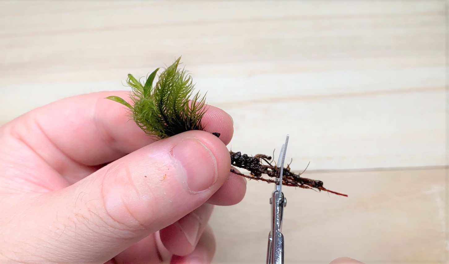 苔テラリウムの作り方 No 1 ヒノキゴケ コツボゴケ ホソバオキナゴケ 石 手軽に始める苔テラリウム