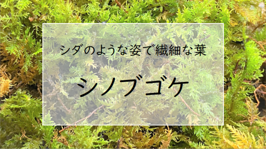 テラリウムに使う植物 苔 シノブゴケ 手軽に始める苔テラリウム テラリウムに使う植物 苔 シノブゴケ 手軽に始める苔テラリウム