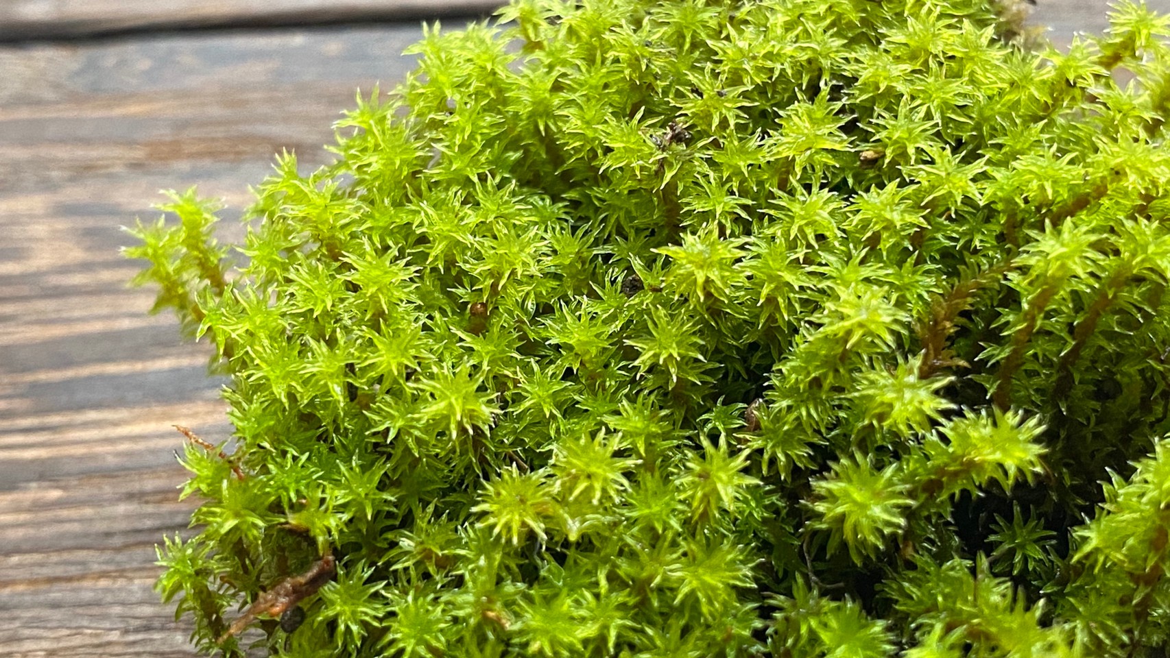 テラリウムに使う植物 苔 スナゴケ 手軽に始める苔テラリウム