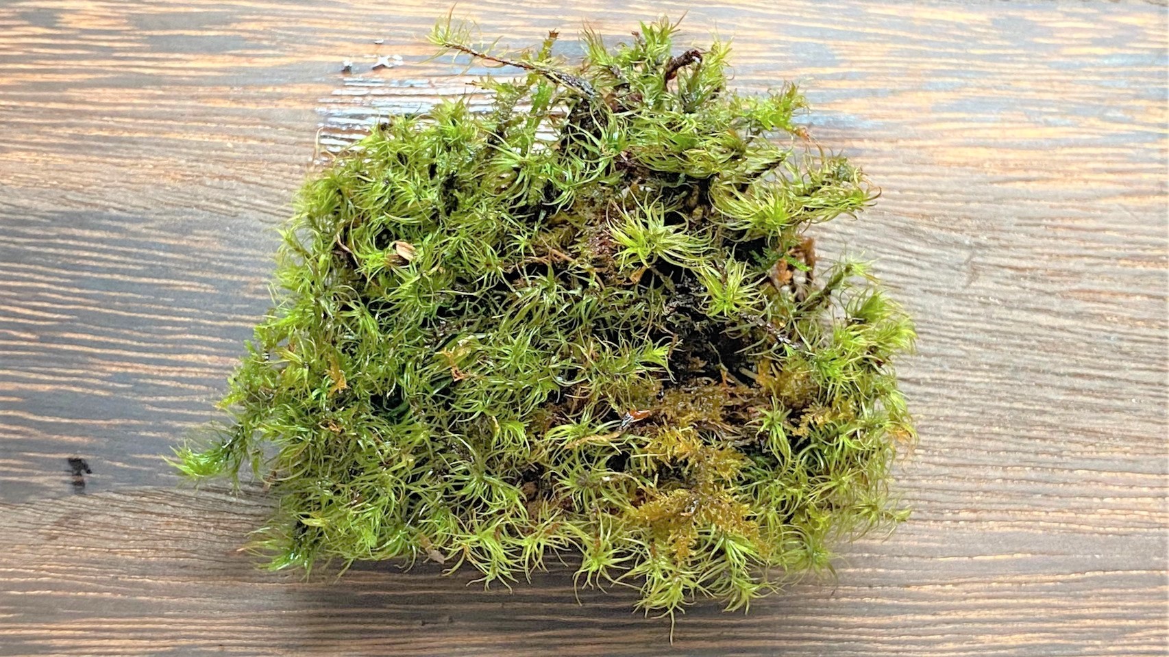 テラリウムに使う植物『苔｜タマゴケ』｜手軽に始める苔テラリウム