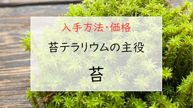 テラリウム用品 苔 の入手方法と値段 手軽に始める苔テラリウム