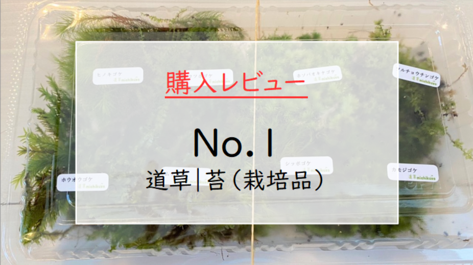 購入レビュー No 1 道草 苔 栽培品 手軽に始める苔テラリウム