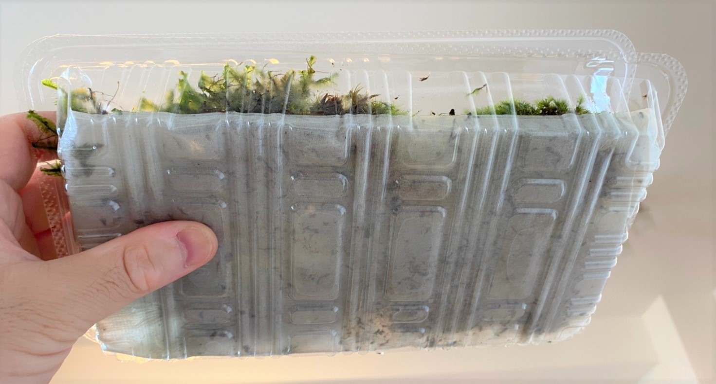 購入レビュー No 1 道草 苔 栽培品 手軽に始める苔テラリウム