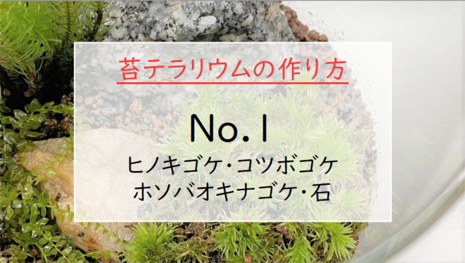 苔テラリウムの作り方『No.1｜ヒノキゴケ・コツボゴケ・ホソバオキナゴケ・石』