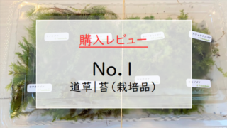 購入レビュー『No.1｜苔（栽培品）』
